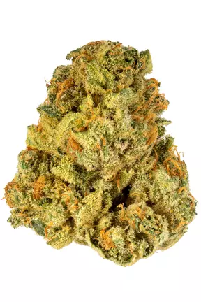 Lemon Sativa