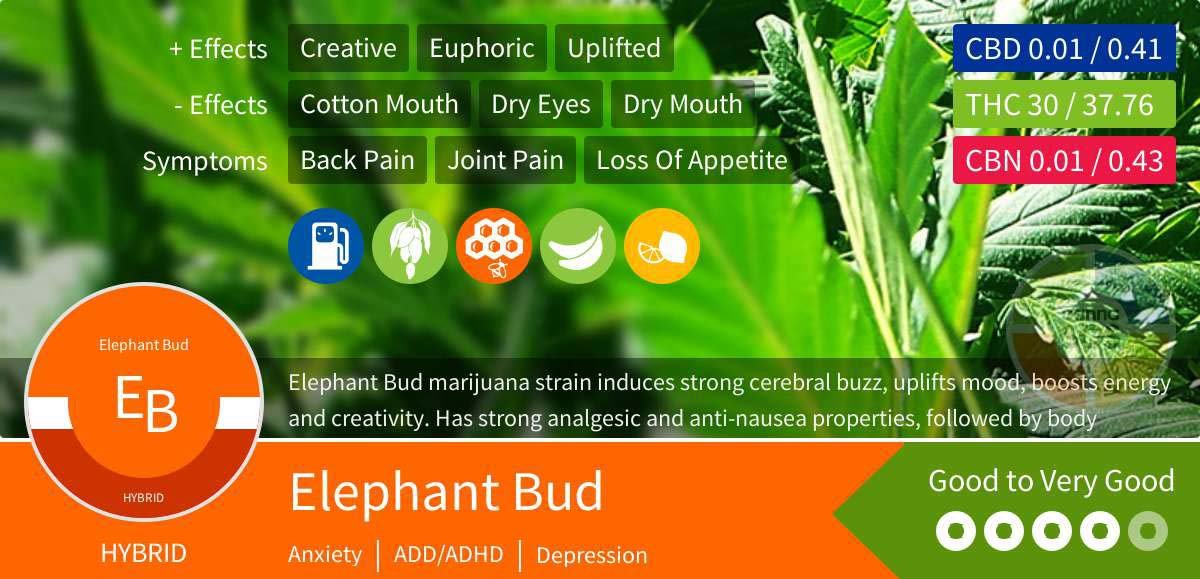 Elephant Bud