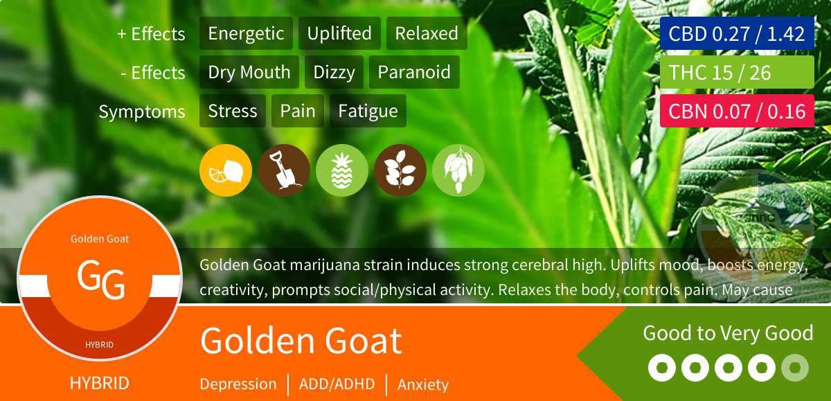 Golden Goat