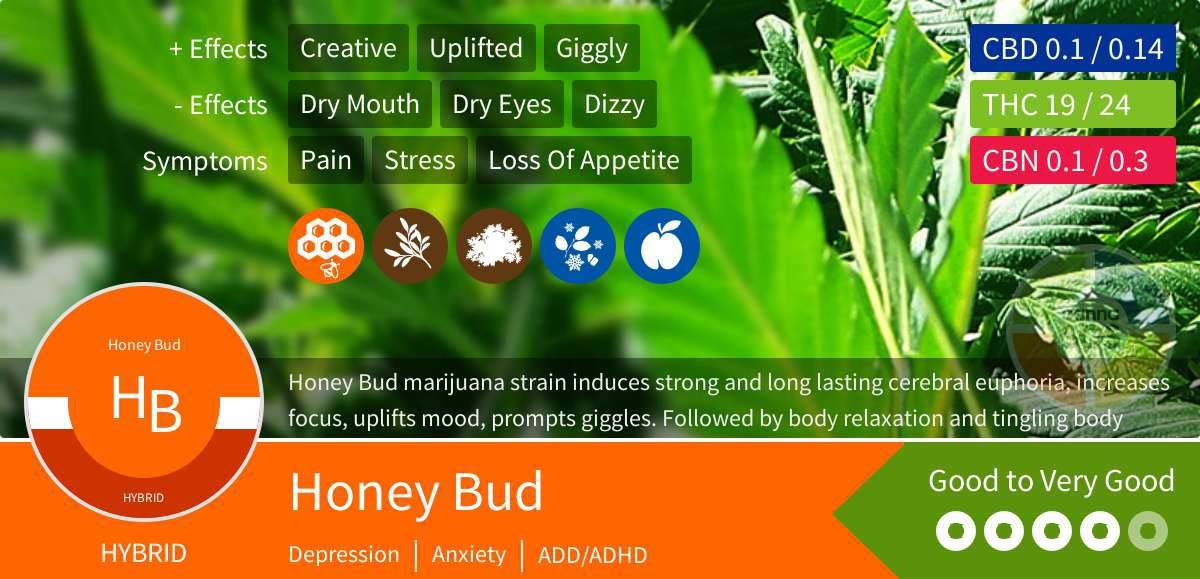 Honey Bud