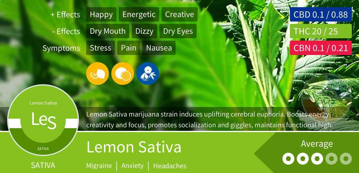 Lemon Sativa