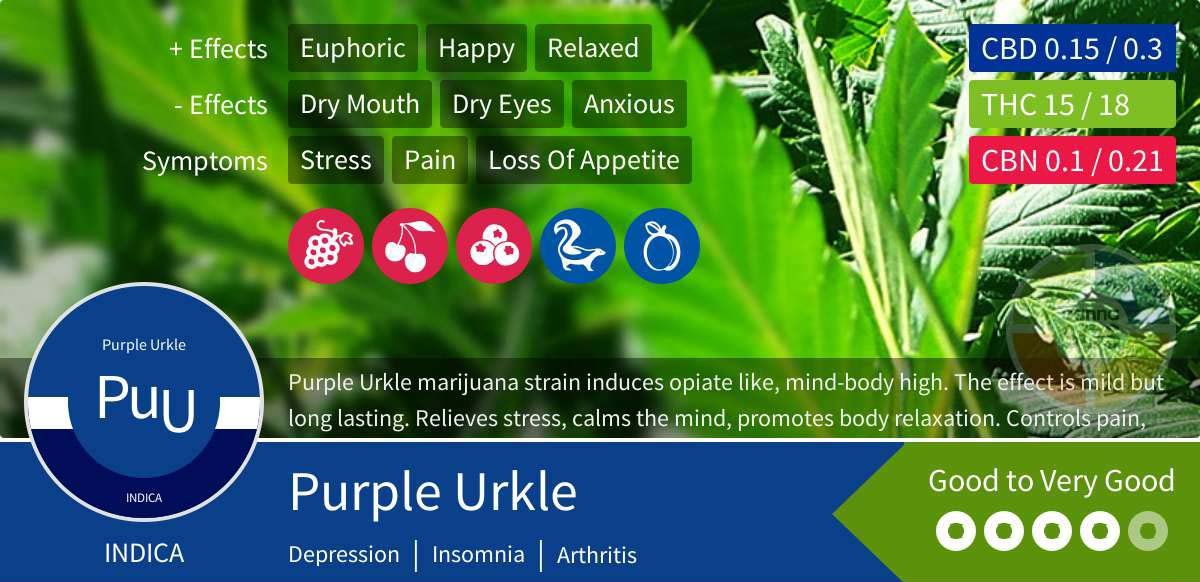 Purple Urkle