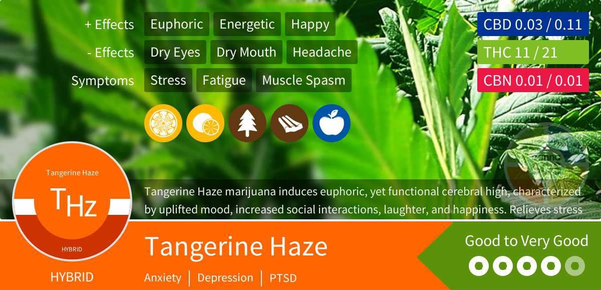 Tangerine Haze