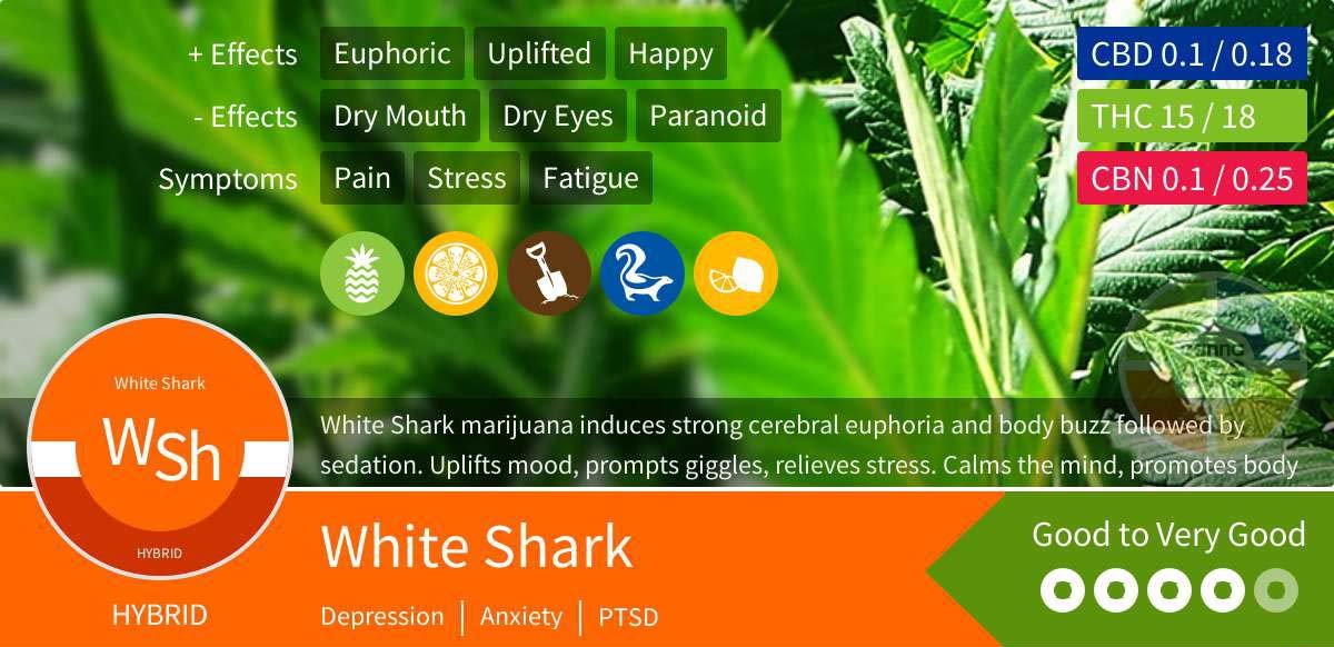 White Shark